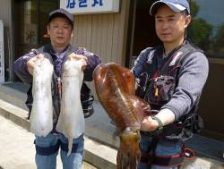 湯浅、アジを使ってのアオリイカ狙い、3バイ…