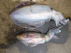 アオリイカ、キロアップ続々♪　湯浅の磯