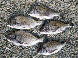 【13日】湯浅の磯のフカセ情報