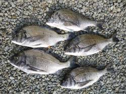 【13日】湯浅の磯のフカセ情報