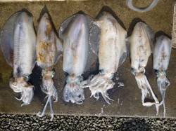 湯浅でヤエン、良く釣れています！