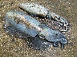 湯浅、エギングでの釣果も増えてきました！