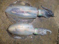 湯浅の磯、ヤエンでアオリ2杯ＧＥＴ！