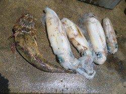 ヤエンでアオリ2kg UP ↑ ウキ釣りで60cmのマゴチが釣れました！