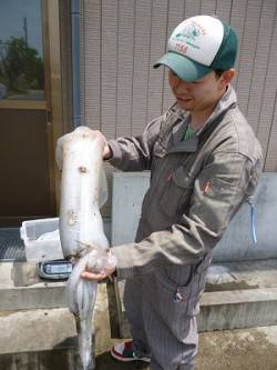 湯浅の磯　ウキ釣りでアオリイカ2.96kg…