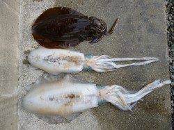 湯浅の磯　エギング＆ヤエンでアオリイカの釣果