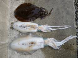 湯浅の磯　エギング＆ヤエンでアオリイカの釣…