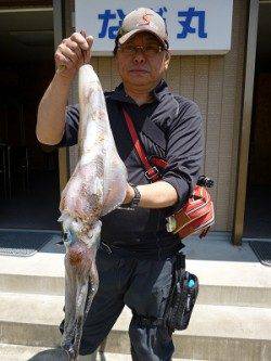 湯浅の磯、エギングで2キロアップのアオリの釣果も