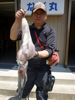 湯浅の磯、エギングで2キロアップのアオリの…