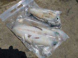 湯浅の磯、エギングで2キロアップのアオリの釣果も