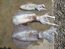 湯浅でヤエン釣行、みなさん良く釣っています♪