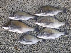 湯浅エリアの磯、紀州釣りでチヌも好調！！