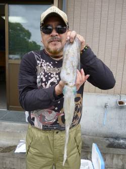 湯浅の磯でのエギング釣果です