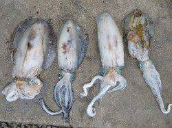 湯浅の磯でのエギング釣果です