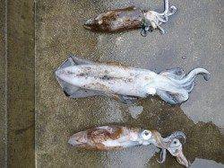 ハリス1号で2.98ｋｇ☆　湯浅の磯でのヤエン釣り