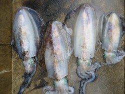 湯浅の磯でヤエン釣り好調！