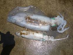 イカのウキ釣り、胴長41.5cmのアオリを…