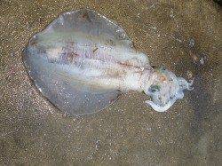 湯浅の磯でヤエン釣り、アオリ2.06kgあがりました