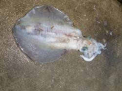 湯浅の磯でヤエン釣り、アオリ2.06kgあ…