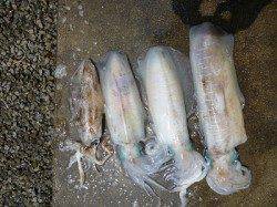 湯浅の磯　ウキ釣りでアオリイカ〜2.45kgの釣果