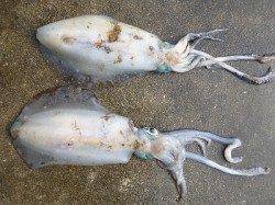 湯浅の磯　ヤエンでアオリイカ〜2.45kgの釣果