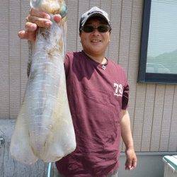 湯浅の磯でのヤエン　胴長40ｃｍ級アオリイカ