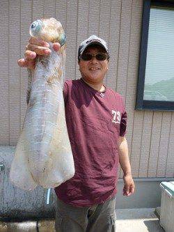 湯浅の磯でのヤエン　胴長40ｃｍ級アオリイカ