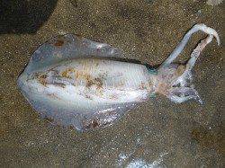 2kgクラスが続々　湯浅ヤエン釣果