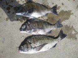 湯浅の磯で紀州釣り〜チヌ41cm頭に3枚〜