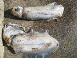 〜アオリイカだらけです〜湯浅でヤエン、2kgオーバー