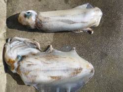 〜アオリイカだらけです〜湯浅でヤエン、2k…