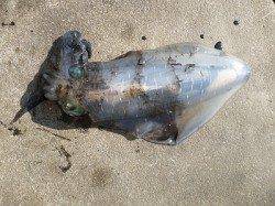 〜アオリイカだらけです〜湯浅でヤエン、2kgオーバー