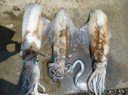 湯浅の磯　ヤエン＆エギングでアオリイカ〜2.7kg