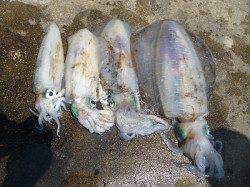 湯浅の磯　ヤエン＆エギングでアオリイカ〜2.7kg