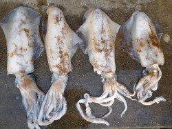 湯浅の磯　ヤエンでアオリイカ〜2.2kgの釣果