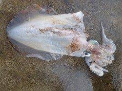 湯浅の磯　ヤエンでアオリイカ〜2.2kgの釣果