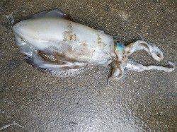 両氏ともブラウンカラーでHIT！湯浅でエギング