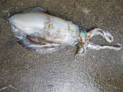 両氏ともブラウンカラーでHIT！湯浅でエギ…