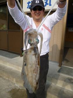 アオリイカ2キロオーバーをV字持ち！湯浅で…
