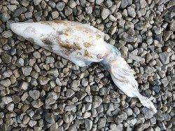 両氏ともブラウンカラーでHIT！湯浅でエギング