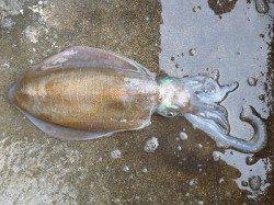 アオリイカ2キロオーバーをV字持ち！湯浅でウキ釣り