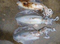 ウキ釣りのアオリイカも良型揃い♪