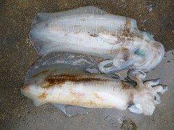 ウキ釣りのアオリイカも良型揃い♪