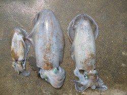 湯浅の磯　ヤエン釣法で2キロUPのアオリイカ