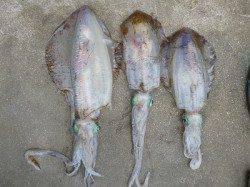 湯浅の磯でヤエン釣り、良サイズがコンスタントに釣れています♪