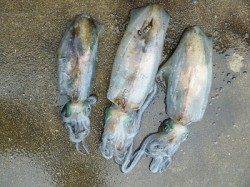 湯浅の磯でヤエン釣り、良サイズがコンスタントに釣れています♪