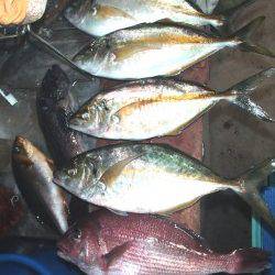 田尻の釣り堀　放流タイムにマダイ・シマアジがヒット！イサギも