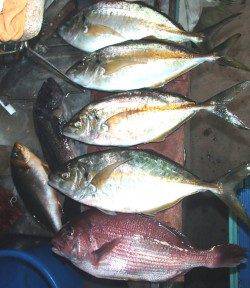 田尻の釣り堀　放流タイムにマダイ・シマアジがヒット！イサギも