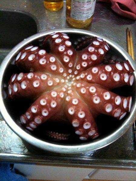 兵庫突堤 オクトパッシングでマダコゲット☆