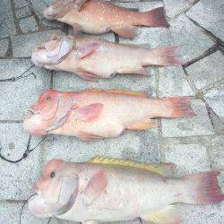 翼港でのブッコミ、カンダイの釣果